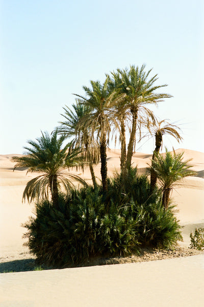 Print Oasis - BELDY