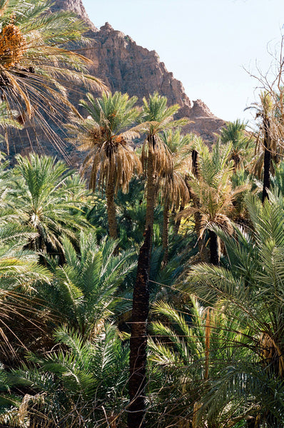 Print Oasis - BELDY